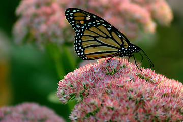 Image showing Monarch Butterfly