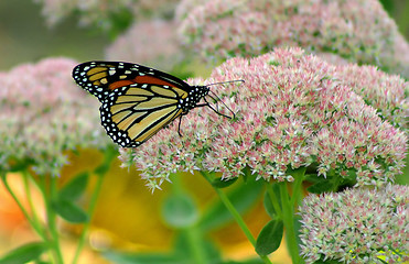 Image showing Monarch Butterfly