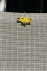 Image showing The Leaf on a Chair