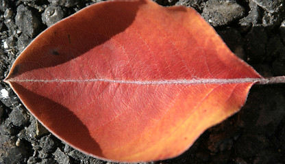 Image showing Close up on a Lip Shaped Leaf