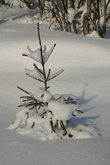 Image showing Norway spruce in winter