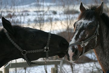 Image showing Two horses playing