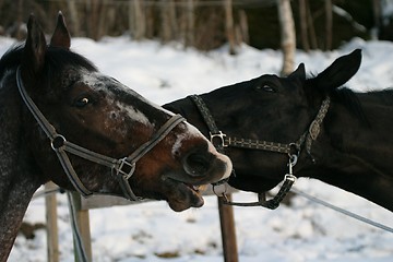 Image showing Horses playing