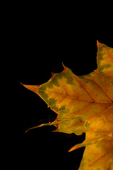 Image showing Isolated Close up on a Leaf Tip