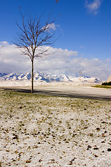 Image showing Winter with the Snow, Tree and the Mountains