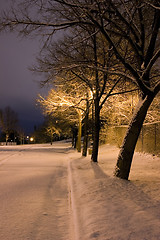 Image showing Snowy Trees in a Row in the Park- Winter Theme