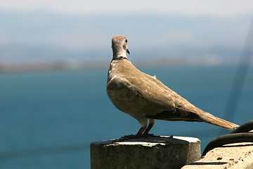 Image showing Bird Looking Down