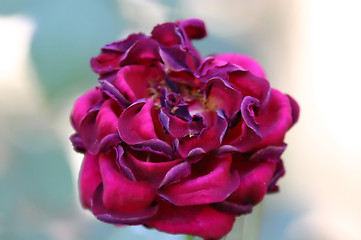 Image showing Red Rose