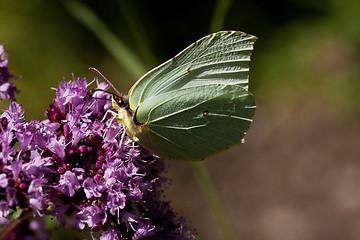 Image showing Brimstone butterfly