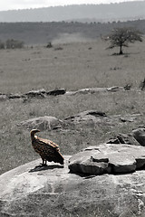 Image showing Vulture