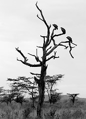 Image showing Vultures