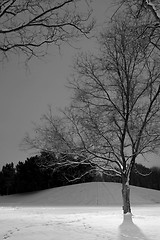 Image showing Light Post behind the Tree, Winter Scene - Black & White