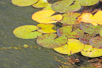 Image showing Beautiful water lily