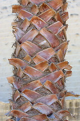 Image showing close up of palm tree