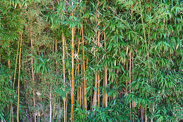 Image showing Green Bamboo Forest