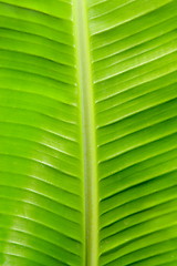 Image showing banana leaf