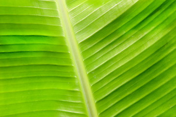 Image showing banana leaf