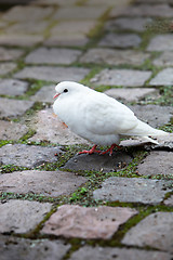 Image showing  a white dove