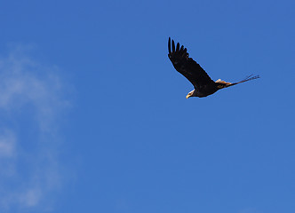 Image showing Eagle