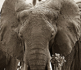 Image showing Elephant  (Loxodonta africana)