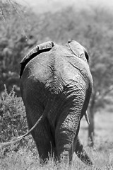 Image showing Elephant  (Loxodonta africana)