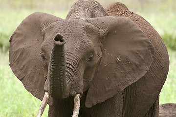 Image showing Elephant  (Loxodonta africana)