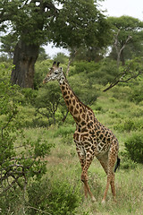 Image showing Giraffe (Giraffa camelopardalis)