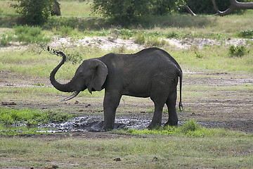 Image showing Elephant  (Loxodonta africana)