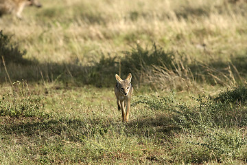 Image showing Black-backed jackal (Canis mesomelas)