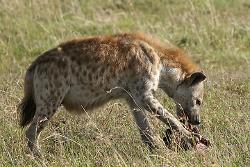 Image showing Spotted hyena (Crocuta crocuta)