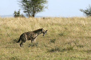 Image showing Spotted hyena (Crocuta crocuta)