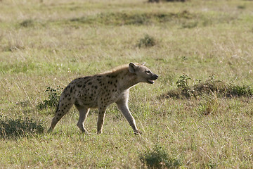 Image showing Spotted hyena (Crocuta crocuta)