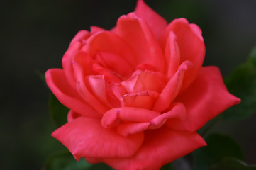 Image showing Red Rose