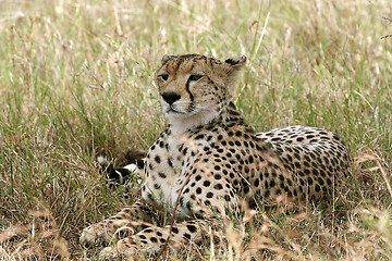 Image showing Cheetah (Acinonyx jubatus)