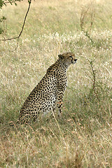 Image showing Cheetah (Acinonyx jubatus)