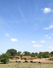 Image showing Elephants (Loxodonta africana) in Serengeti National Park, Tanza