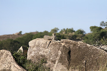 Image showing Cheetah (Acinonyx jubatus)