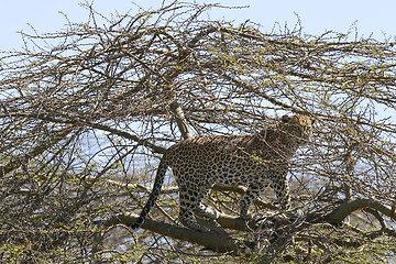 Image showing Leopard (Panthera pardus)