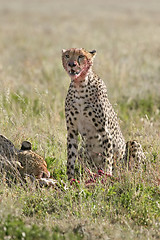 Image showing Cheetah (Acinonyx jubatus)