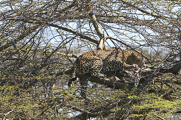 Image showing Leopard (Panthera pardus)