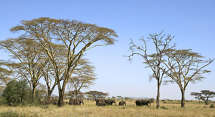 Image showing Elephants (Loxodonta africana) in Serengeti National Park, Tanza