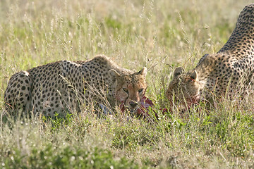 Image showing Cheetah (Acinonyx jubatus)