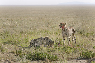 Image showing Cheetah (Acinonyx jubatus)