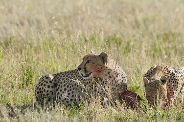 Image showing Cheetah (Acinonyx jubatus)