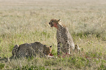 Image showing Cheetah (Acinonyx jubatus)