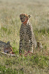 Image showing Cheetah (Acinonyx jubatus)