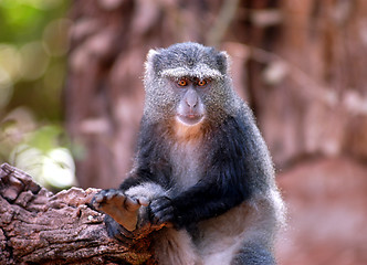 Image showing Monkey