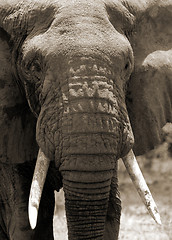 Image showing Elephant