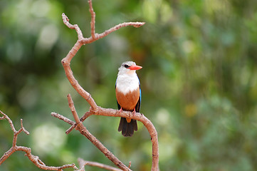 Image showing Bird