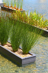 Image showing Plants in water